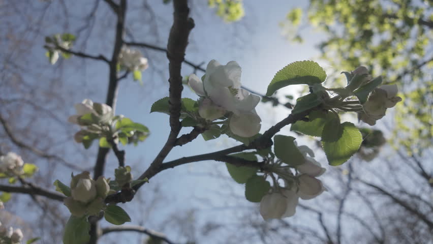 Bottom view of a branch covered with white flowers of a blossoming apple tree in spring time against a blue sky in backlit by the sun, rays of sun shine through flower, Close-up