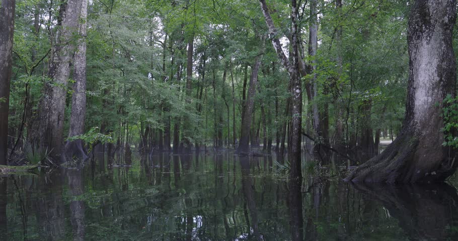 Still water reflects dense green cypress forest in a quiet woodland swamp after rainfall