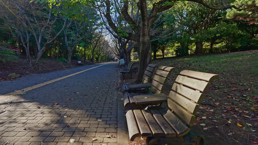 A perspective view of a paved path lined with empty wooden benches and large trees, with strong sunlight highlighting the path and benches.