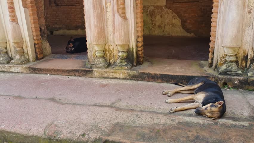 Two dogs sleep peacefully before the ruins of an abandoned colonial mansion in Panam Nagar, Bangladesh, as sunlight reveals the quiet decay of the historic ghost town.