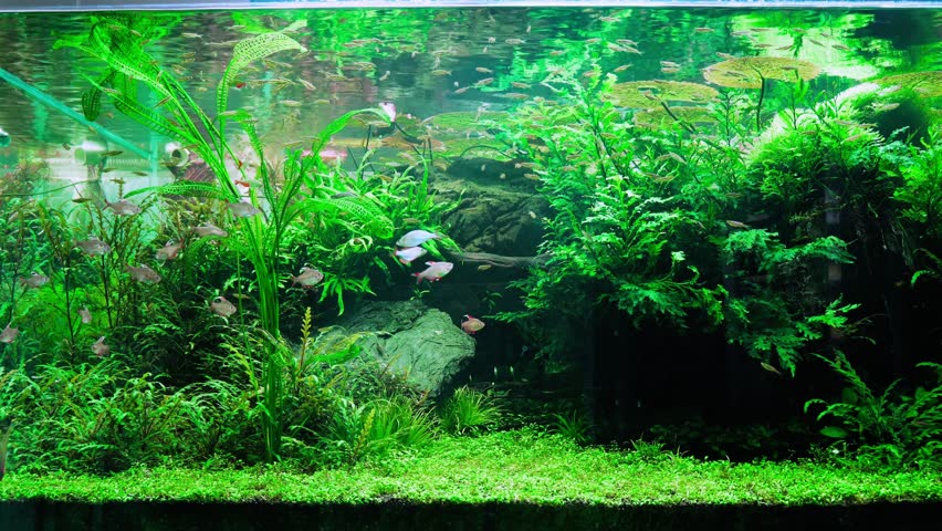  A breathtaking shot of a massive, intricately designed aquascape. This underwater garden teems with many fish varieties and lush aquatic plants, creating a vibrant, living ecosystem.