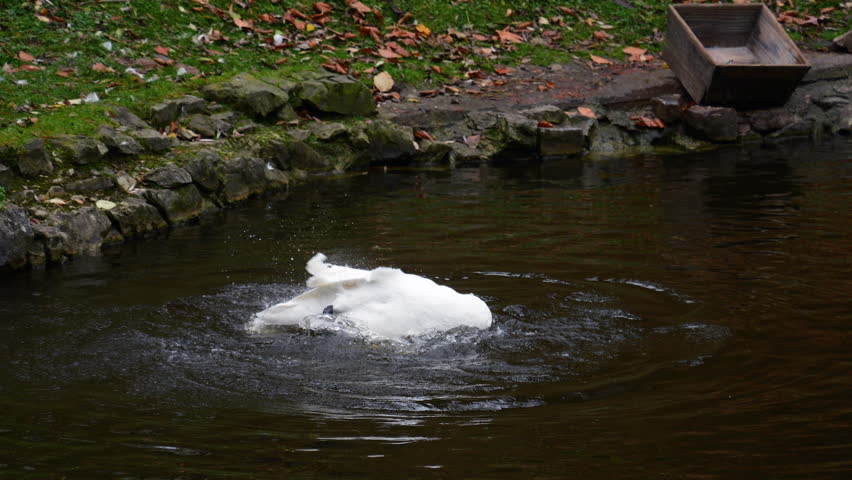 The white swan bathes, washes and cleans its wings and feathers in the water of the pond. Slow motion.