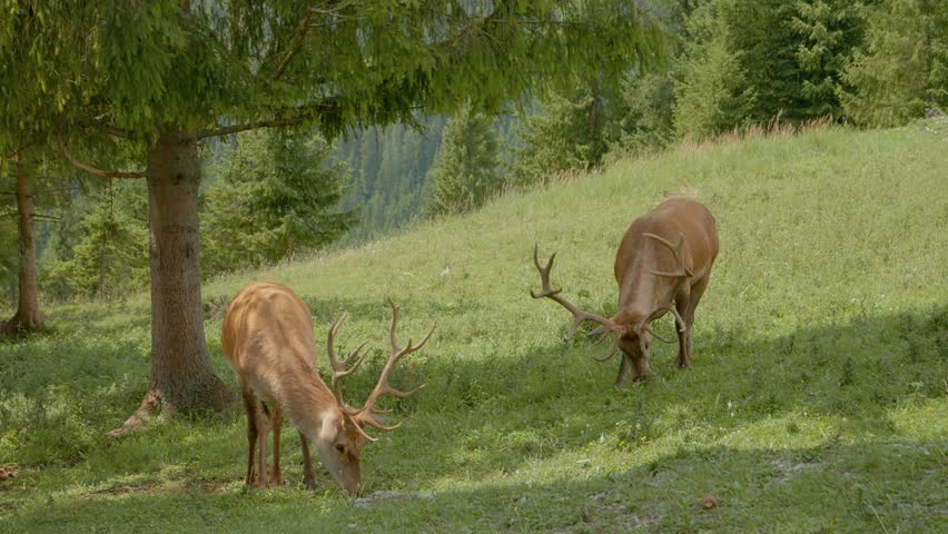 Two wild deer are grazing on lush grass in the mountains. Surrounded by trees, they enjoy the peaceful atmosphere of nature during a sunny afternoon.