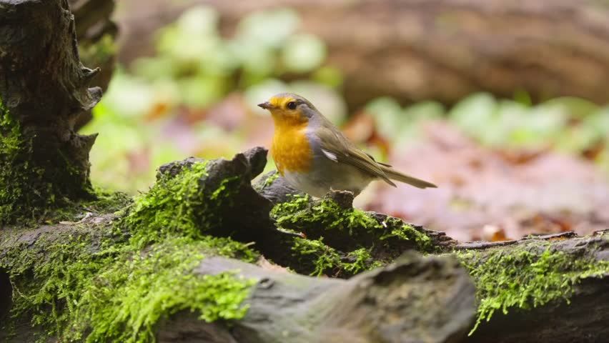 Slow motion Eurasian robin perched on mossy branch in woodland environment