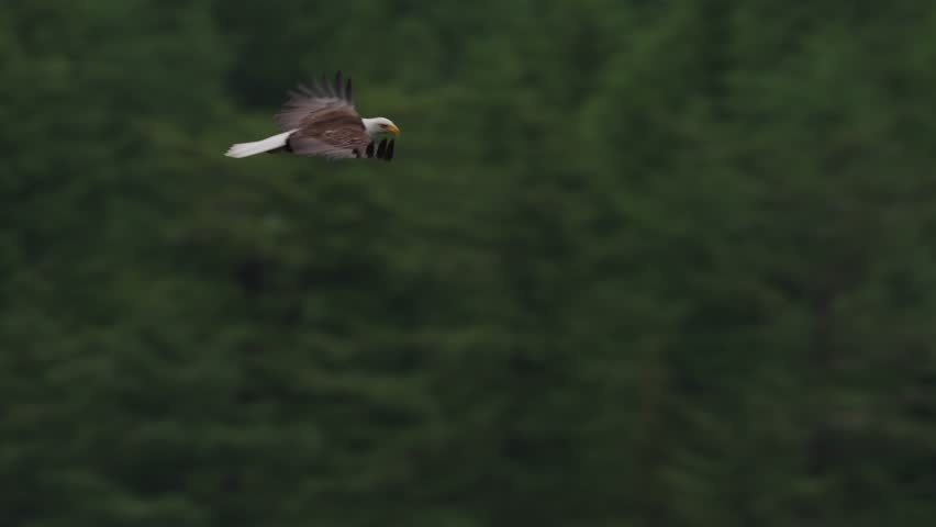 An eagle flying in slow motion looking for food over the ocean in Canada
