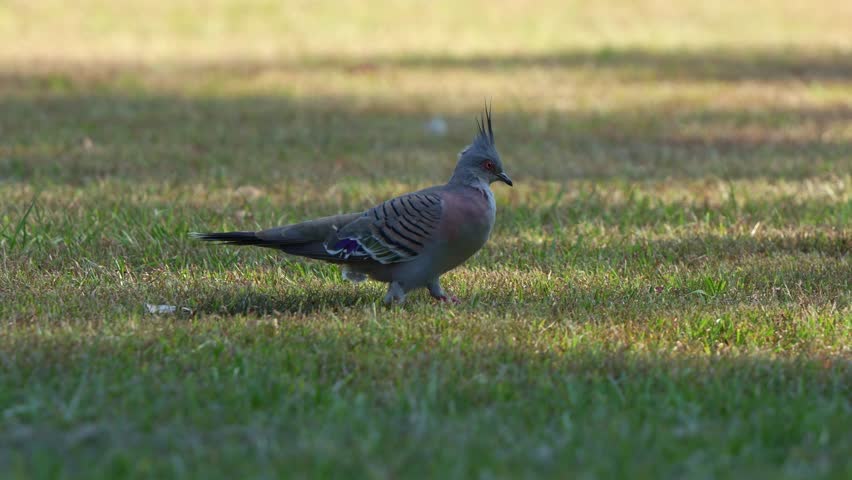 A Crested pigeon (Ocyphaps lophotes) foraging on a patch of green grass, close up shot.