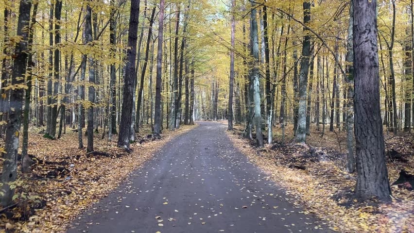 Autumn forest path with falling leaves, scenic fall foliage, orange and yellow trees, seasonal nature landscape