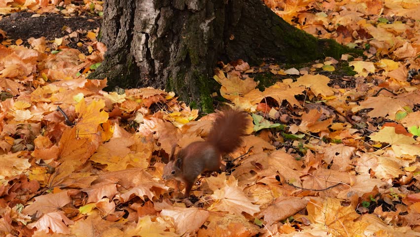 A red squirrel jumps and finds a walnut among fallen maple leaves in an autumn park.