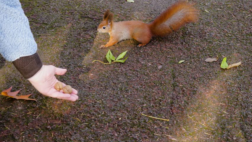 A red squirrel jumps on the asphalt and takes a walnut from a woman