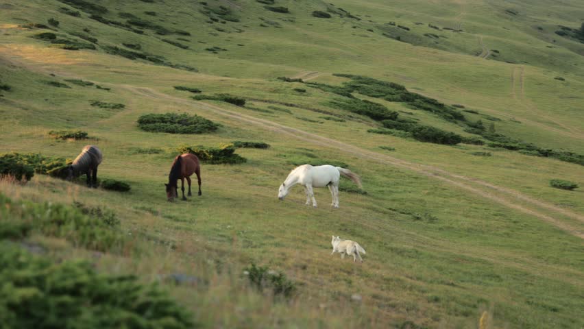 A group of dark and light-colored horses is scattered across a wide green hillside. The spacing and shapes create a sense of vastness.