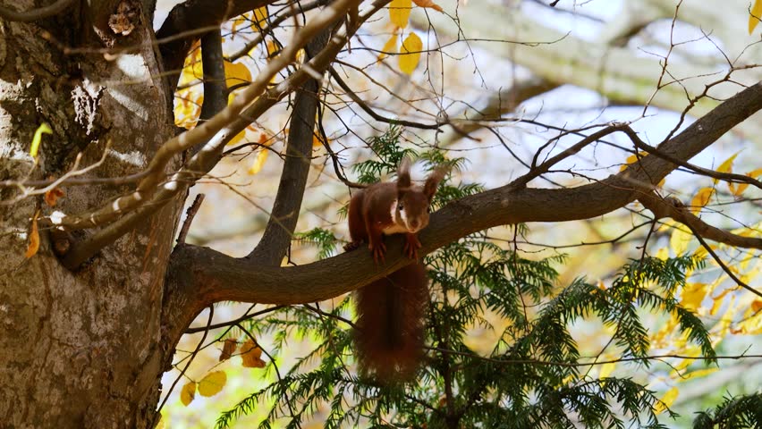 A red squirrel sits on a branch of an autumn tree.