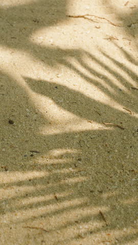 Close-Up of Palm Leaf Shadows on Sand Showing Detailed Light Play and Grainy Texture Natural Patterns and Light Play