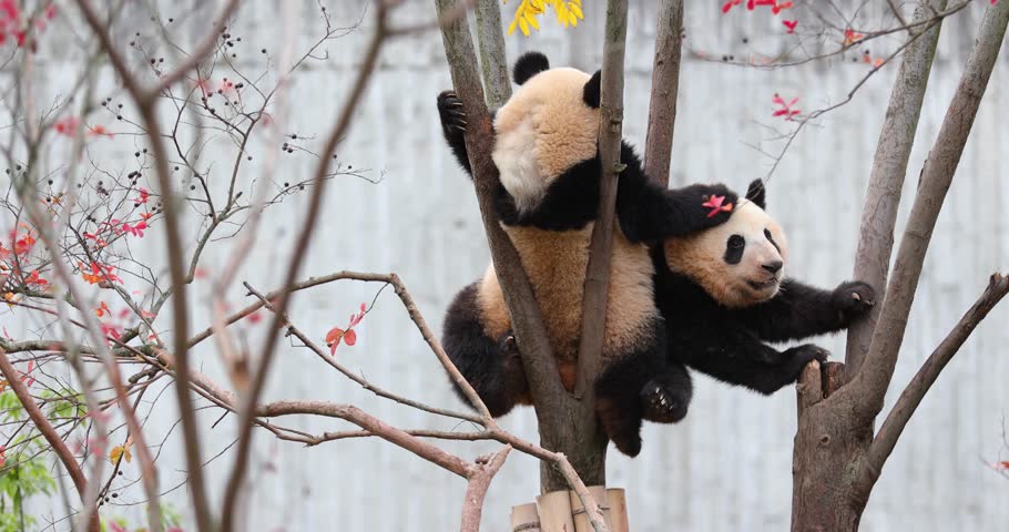 Giant panda baby on the tree
