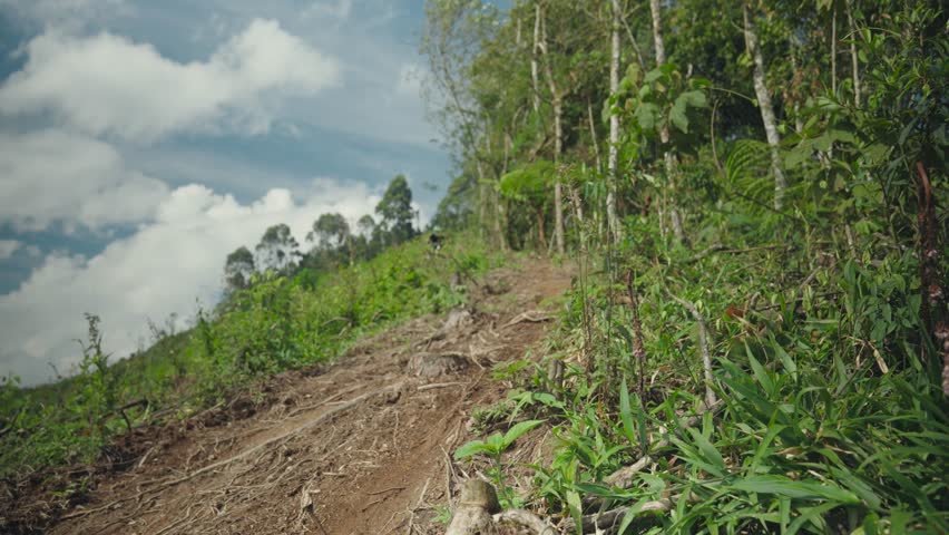 A man riding a bike down with his dog in the green forest on a sunny day
