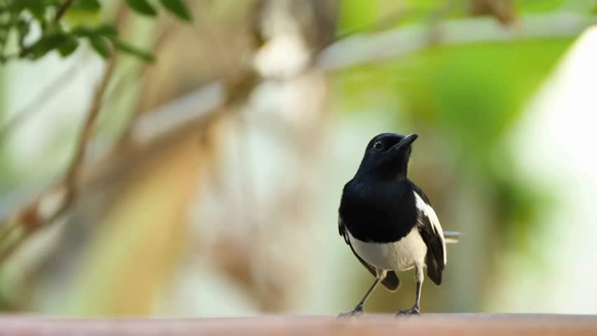 An Oriental Magpie-Robin stands on a ledge, its black-and-white feathers highlighted against a soft green background. The video shows the bird calmly pausing and observing its peaceful surroundings.