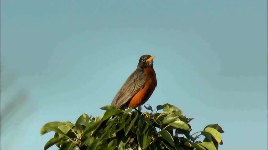Experience the songbird majesty! Capturing the robin perched high against the blue sky and featuring extreme close-ups of its stunning red-orange breast. 