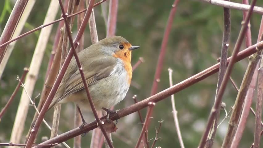 A stunning blend of extreme close-ups and natural habitat shots, showing the European Robin