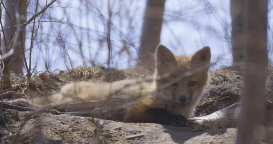A young fox kit rests on the forest floor among bare spring branches