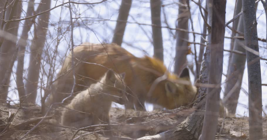 A mother fox guides her two kits through a quiet woodland of bare branches and early spring light
