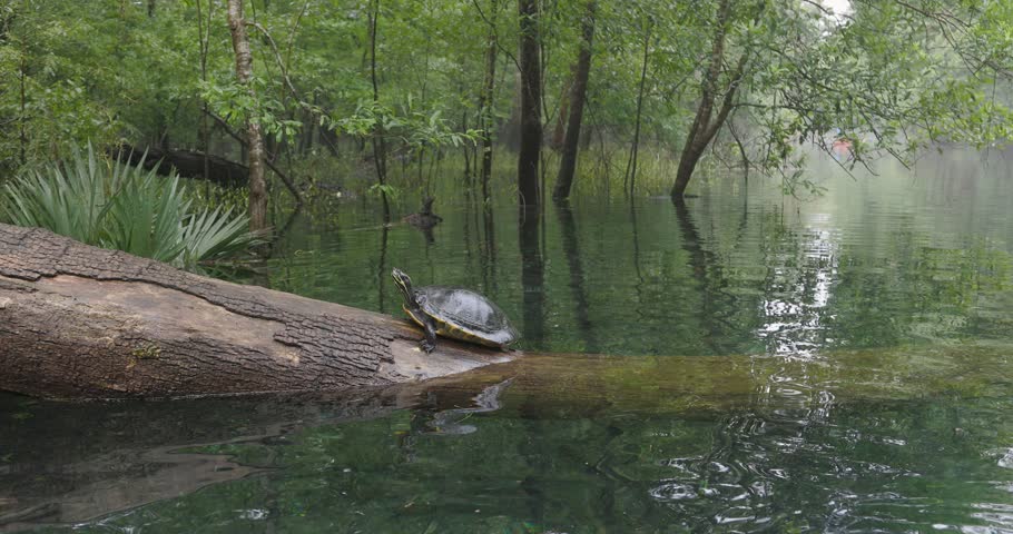 A freshwater painted turtle rests on a log in a calm woodland swamp