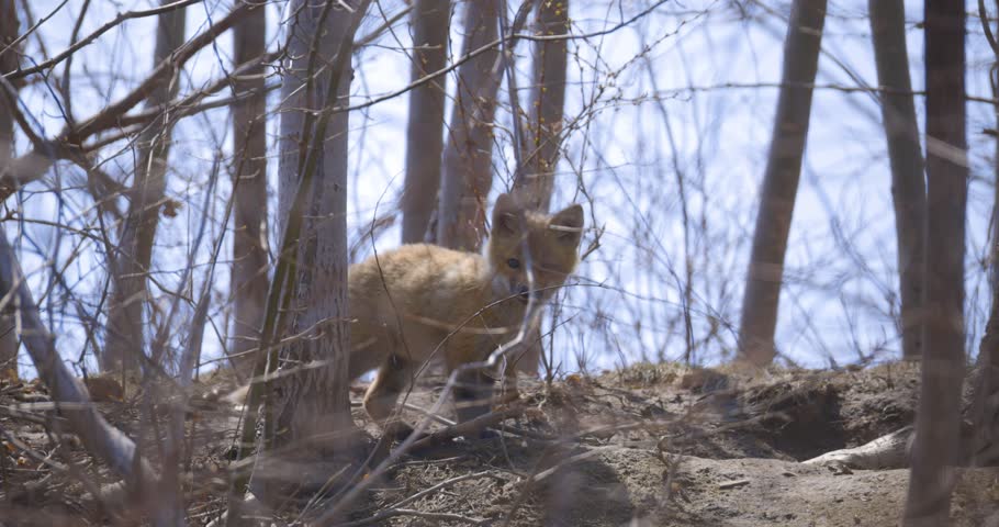 A young fox kit stands alert on a wooded hillside surrounded by bare branches