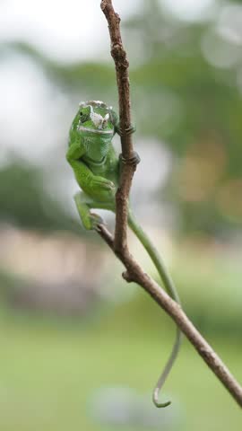 A vibrant green chameleon slowly and cautiously traverses a thin branch, showcasing its prehensile tail and cryptic camouflage against a soft, blurred green background, 17 November 2025 Indonesia