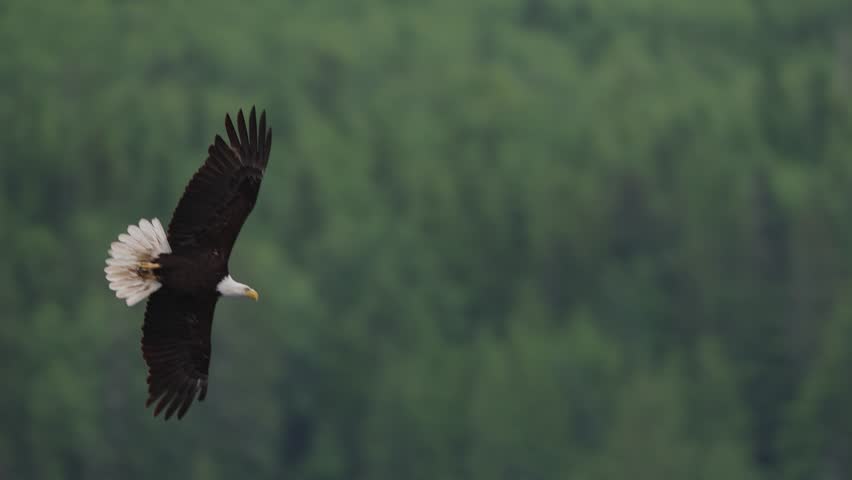 An eagle flying in slow motion looking for food over the ocean in Canada