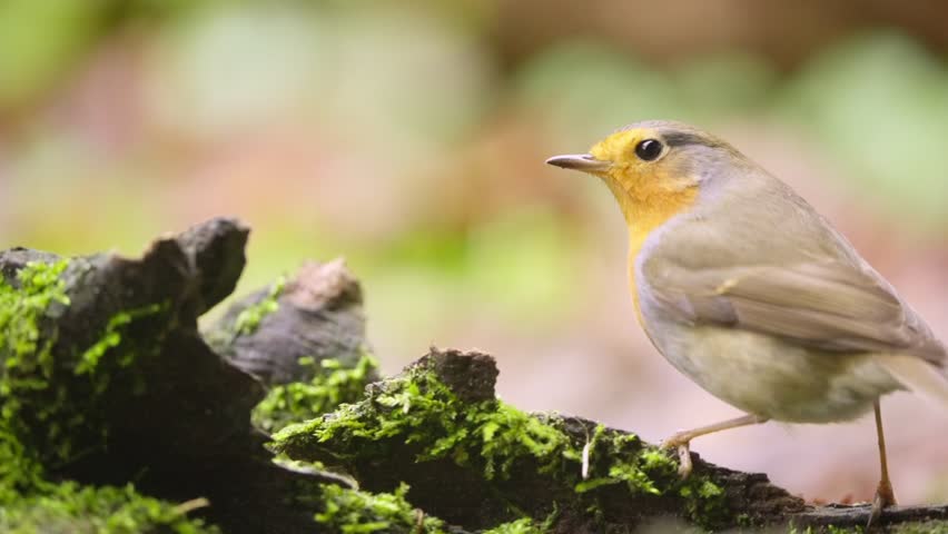 Slow motion robin perched on moss covered log in Dutch woodland forest
