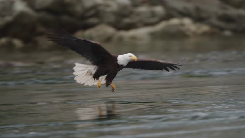 An eagle flying in slow motion looking for food over the ocean in Canada