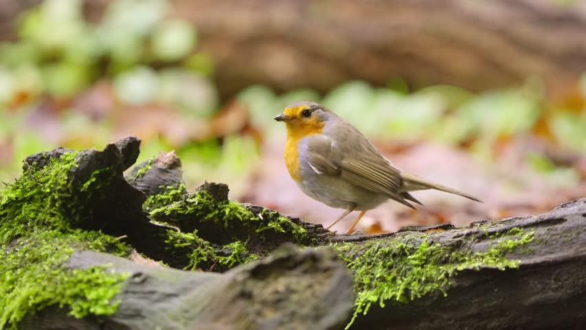 Robin standing on forest ground in slow motion from Drenthe Netherlands