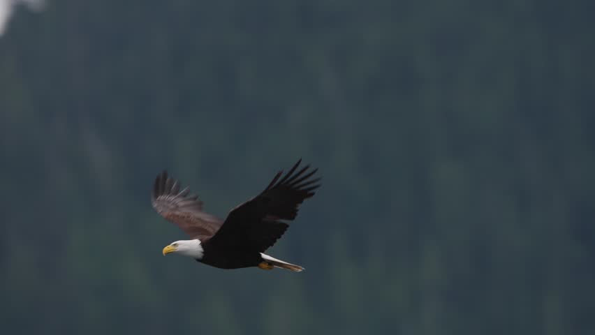 An eagle flying in slow motion looking for food over the ocean in Canada