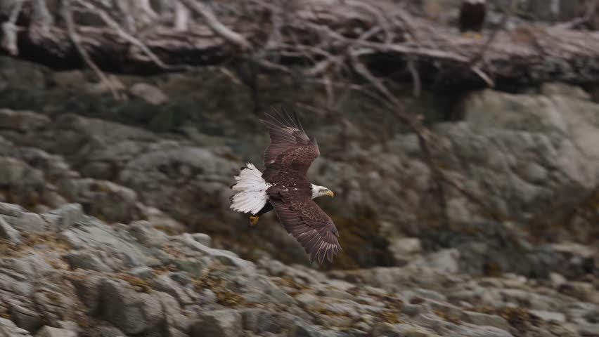 An eagle flying in slow motion looking for food over the ocean in Canada