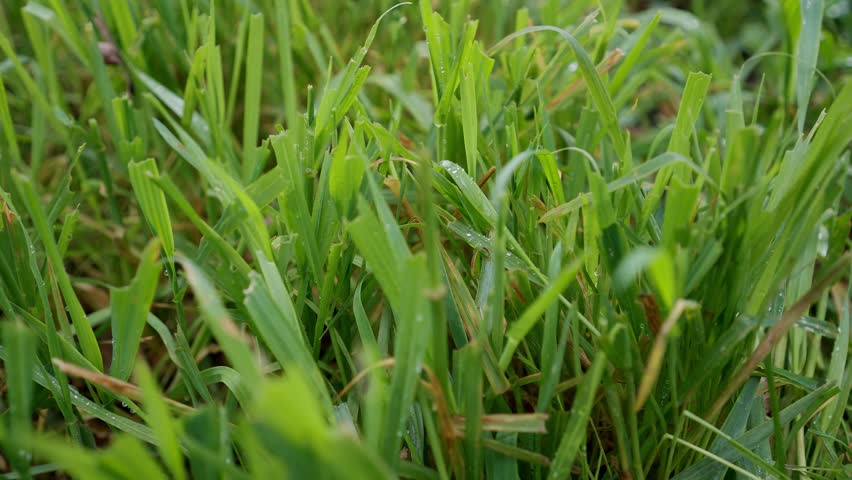 Fresh winter wheat sprouts with water droplets moving in wind closeup selective focus creating natural vibrant agricultural scene with soft depth and gentle motion in autumn season