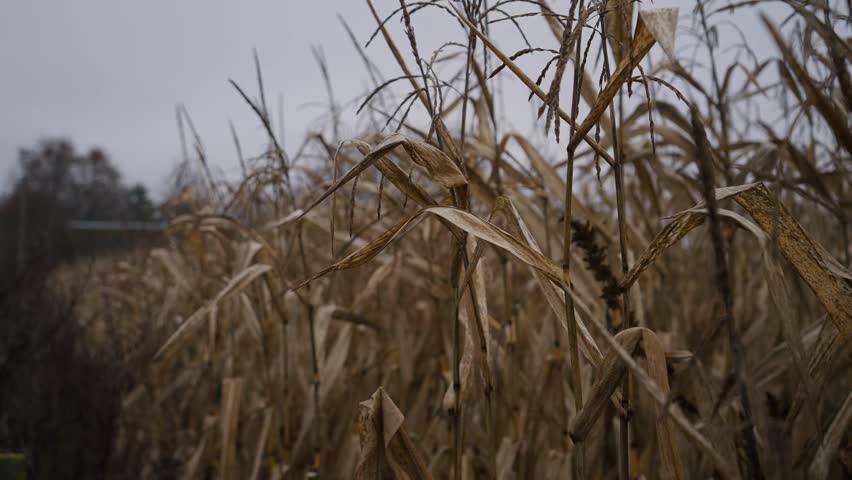 Dry mature corn plants in an autumn field with close-up dried leaves and selective focus creating a natural rustic harvest scene. Atmospheric agriculture texture and seasonal farmland mood.