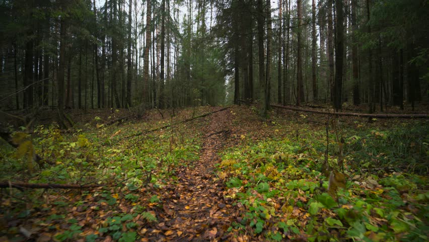 Autumn forest with fallen yellow leaves on the ground