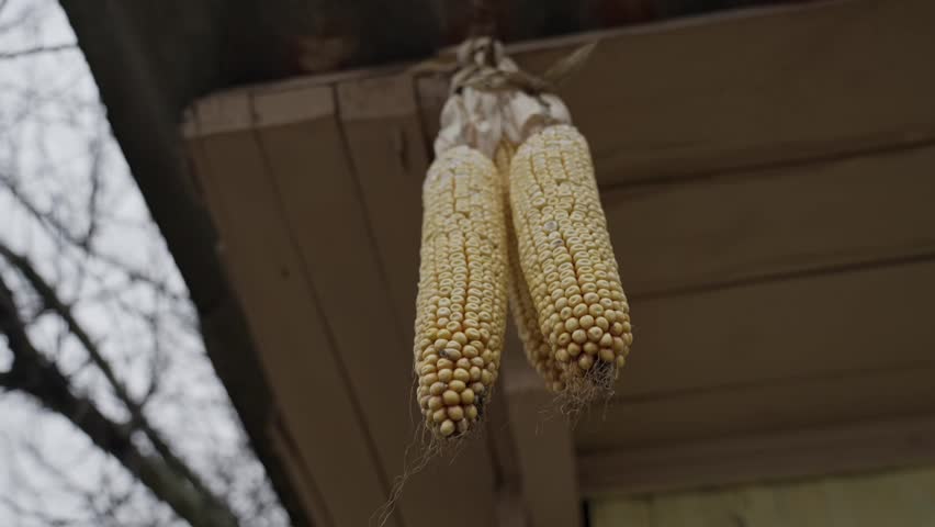 Dry corns hanging at house around. Corn Cobs hang under the roof to dry in the wind