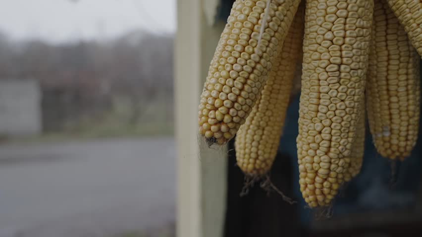 Dry corns hanging at house around. Corn Cobs hang under the roof to dry in the wind