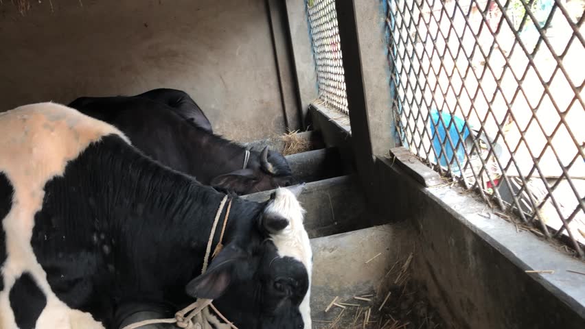 Small Rural Cow and Buffalo Farm Eating Grass and Hay