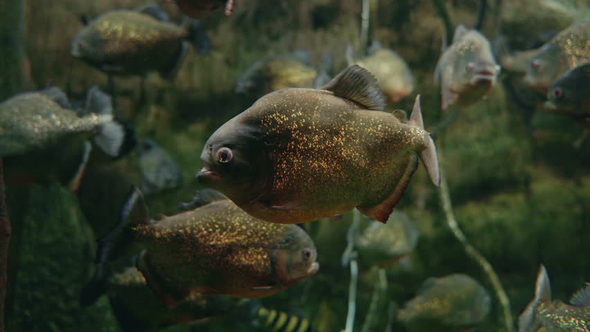 Group of red-bellied piranhas swimming together in dark green water with shimmering scales. High quality 4k footage