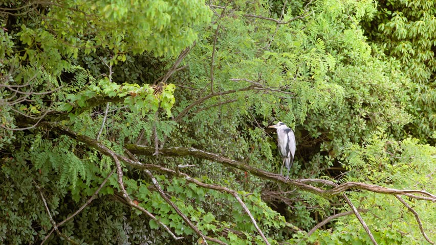 Slow motion showing a white heron standing quietly among dense green foliage near a pond in Ohori Park, Fukuoka, Japan, evoking natural beauty and calm wildlife presence