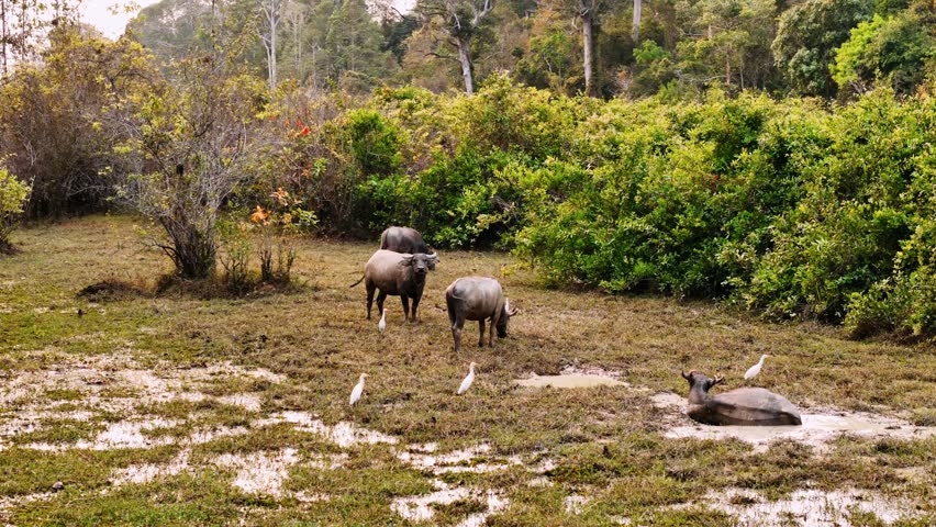 Herd of wild asian water buffalo cooling off in a muddy puddle. Cattle egrets surround the large mammals in a lush jungle Cambodia