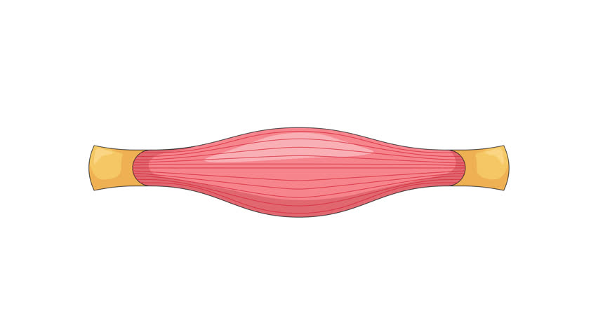 Human muscle in contracted widened state cartoon animation. Fiber tendon attachment. Soft tissue. Medical diagram in motion. Muscular system animated flat 2D object 4K video isolated on white