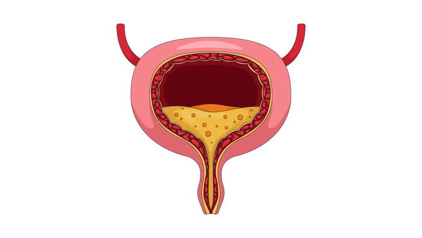 Human urinary bladder cross-section with urine flowing down cartoon animation. Biology diagram. Medical reference. Internal organ function animated flat 2D object 4K video isolated on white