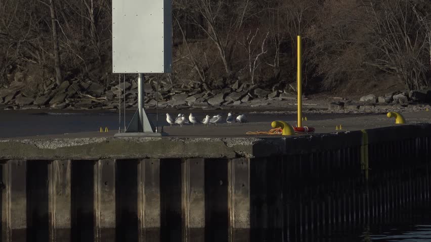 Seagulls perch along a weathered concrete dock at a calm harbor. Bright yellow mooring posts and safety gear mark the edge, while trees frame the distant shoreline and tranquil water.