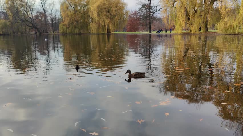 This serene video captures mallard ducks gently swimming across a calm lake surrounded by golden autumn willow trees and scattered fallen leaves under an overcast sky