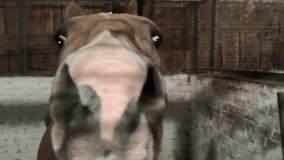 Akhal-Teke stallion horse in stall. Buckskin dun coat color. Close-up of muzzle. Horse's nose is sticking into the camera lens - Powered by Shutterstock - Get 15% off with code: PIKWIZARD15