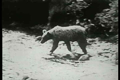 1920s - Grizzly bears in Alaska getting curious. A silent film by noted explorer Harold McCraken for Field & Stream.