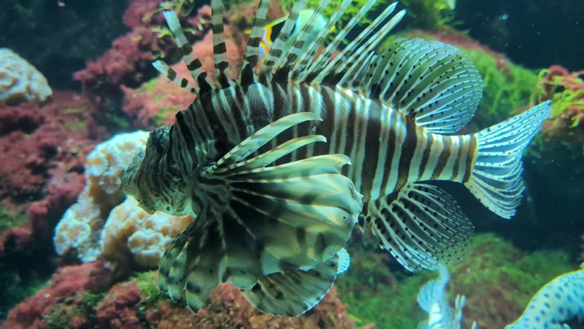 Group of lionfish (Pterois) swimming in an aquarium. 