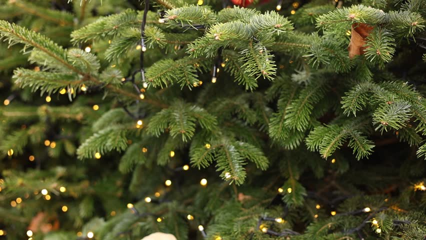christmas lights hanging in a tree.