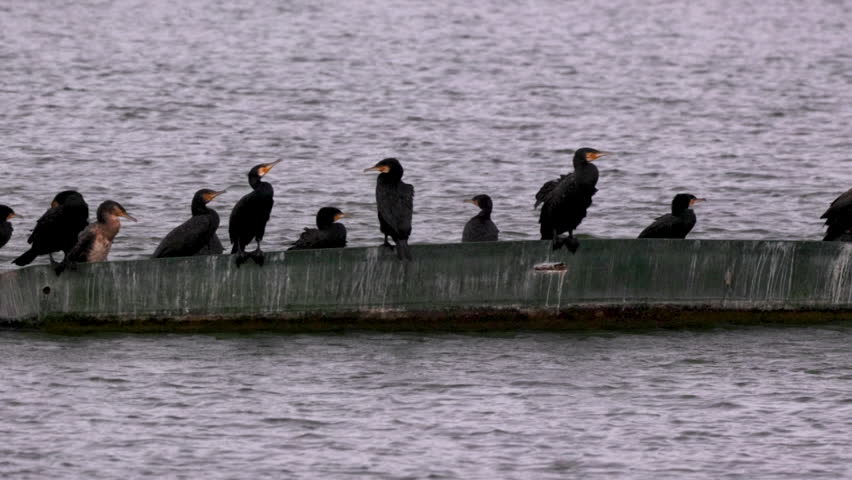 A group of cormorants rests on a small boat floating in the lake.